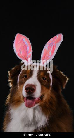 Happy New Year 2023 rabbit. Dog with pink bunny ears on head. Happy Australian Shepherd dressed up as Easter bunny and celebrates Catholic Easter. Stu Stock Photo