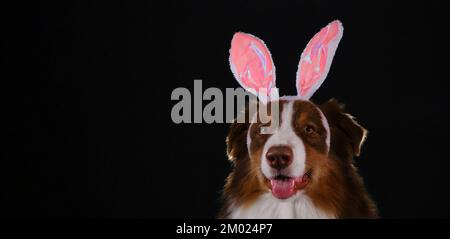 Dog wears pink bunny ears. Australian Shepherd dressed up as Easter bunny and celebrates Catholic Easter. Studio portrait of Aussie. Black web banner Stock Photo
