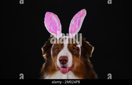 Happy New Year 2023 rabbit. Dog wears pink bunny ears on head. Australian Shepherd dressed up as Easter bunny and celebrates Catholic Easter. Studio p Stock Photo