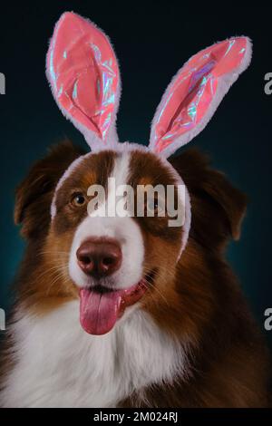Happy New Year 2023 rabbit. Dog with pink bunny ears on head. Happy Australian Shepherd dressed up as Easter bunny and celebrates Catholic Easter. Stu Stock Photo