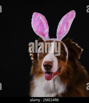 Happy New Year 2023 rabbit. Dog with pink bunny ears on head. Happy Australian Shepherd dressed up as Easter bunny and celebrates Catholic Easter. Stu Stock Photo
