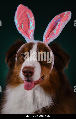 Happy New Year 2023 rabbit. Dog with pink bunny ears on head. Happy Australian Shepherd dressed up as Easter bunny and celebrates Catholic Easter. Stu Stock Photo