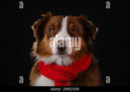 Brown Australian Shepherd wears warm red knitted scarf. Studio portrait of aussie red tricolor on black background. Dogs serious, focused face. Stock Photo