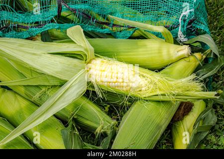 Bag of fresh corn on the cob. Uncooked corn cobs in a big bag outside for a corn-husking party (epluchette). Stock Photo