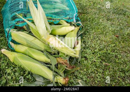 Uncooked corn cobs in a big bag outside for a corn-husking party (epluchette). Copy space Stock Photo