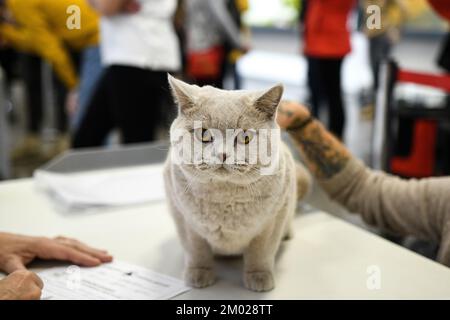 A cat is seen at the Internationa cat show 2022 in Zagreb, Croatia on December 03, 2022. Photo: Zoe Sarlija/PIXSELL Stock Photo