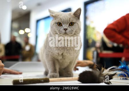 A cat is seen at the Internationa cat show 2022 in Zagreb, Croatia on December 03, 2022. Photo: Zoe Sarlija/PIXSELL Stock Photo