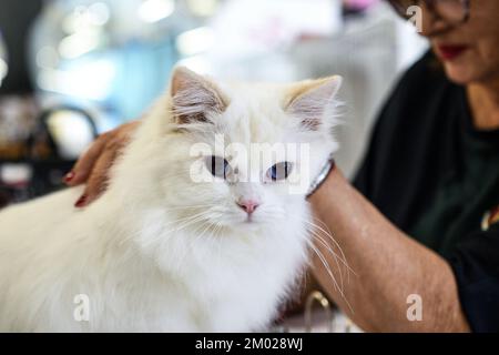 A cat is seen at the Internationa cat show 2022 in Zagreb, Croatia on December 03, 2022. Photo: Zoe Sarlija/PIXSELL Stock Photo