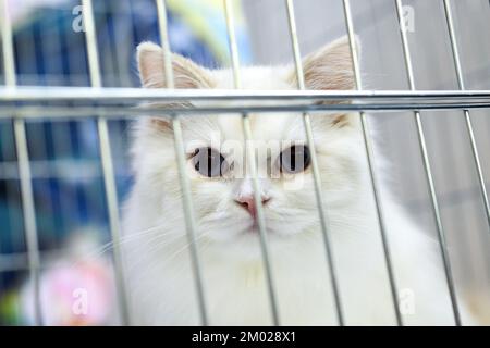 A cat is seen at the Internationa cat show 2022 in Zagreb, Croatia on December 03, 2022. Photo: Zoe Sarlija/PIXSELL Stock Photo