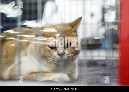 A cat is seen at the Internationa cat show 2022 in Zagreb, Croatia on December 03, 2022. Photo: Zoe Sarlija/PIXSELL Stock Photo