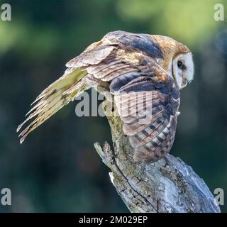 Common Barn Owl ( Tyto alba) Side View Wing Raised Head down Looking At Camera Perched On Dead Tree Stock Photo