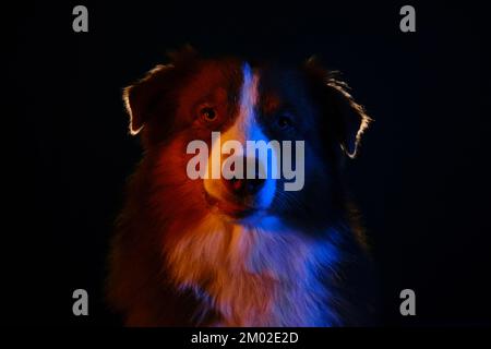 Animal life pets love concept. Australian Shepherd dog on dark background with neon gradient illumination on happy face. Aussie red tricolor studio po Stock Photo
