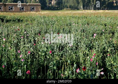 Dowlat Yar, Ghor Province in Afghanistan. Poppy fields near the town of Dowlatyar in central Afghanistan. Close up of the poppies with pink flowers. Stock Photo