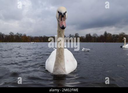 London, UK. 03rd Dec, 2022. A mute swan swims in the Round Pond in Kensington Gardens, one of London's major parks, as the worst recorded bird flu outbreak continues to spread in the UK. Thousands of wild birds have died as a result of the virus across the country, and millions of domestic birds have been killed by the virus and culled in an attempt to curb the spread. According to reports, the deadly virus has been traced to poultry farms, and has jumped to wild populations. (Photo by Vuk Valcic/SOPA Images/Sipa USA) Credit: Sipa USA/Alamy Live News Stock Photo