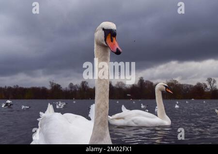 London, UK. 03rd Dec, 2022. A mute swan swims in the Round Pond in Kensington Gardens, one of London's major parks, as the worst recorded bird flu outbreak continues to spread in the UK. Thousands of wild birds have died as a result of the virus across the country, and millions of domestic birds have been killed by the virus and culled in an attempt to curb the spread. According to reports, the deadly virus has been traced to poultry farms, and has jumped to wild populations. (Photo by Vuk Valcic/SOPA Images/Sipa USA) Credit: Sipa USA/Alamy Live News Stock Photo