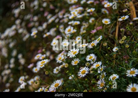 Chamomile Flowers growing in a bush in a forest of Himalaya Mountains in Nepal Stock Photo