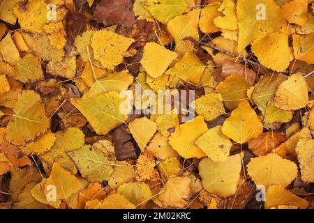 Background of yellow leaves. Beautiful autumn leaves lie in a dense carpet. A view from above of the fallen leaves of the poplar tree. Stock Photo