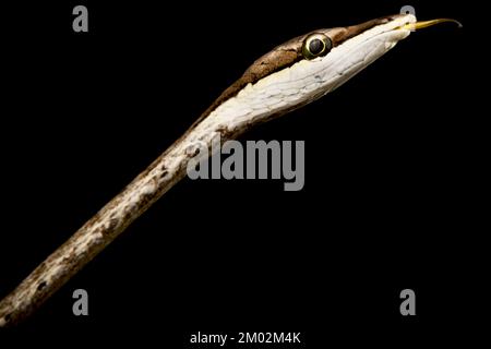 Brown vine snake (Oxybelis aeneus) Stock Photo
