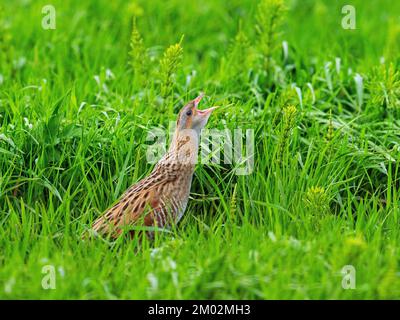 Corncrake Crex crex male calling in rough grassland, Balranald RSPB Reserve, North Uist, Outer Hebrides, Scotland, UK, May 2022 Stock Photo