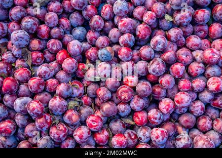 Close-up of some Prune plums (Prunus domestica) Stock Photo