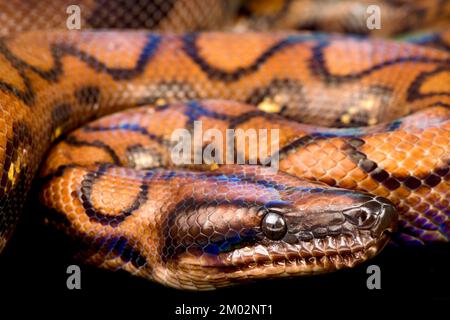 Rainbow boa / Epicrates cenchria cenchria Stock Photo - Alamy