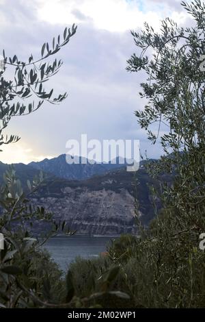 Lake next to a mountain ridge at sunset framed by olive trees Stock Photo