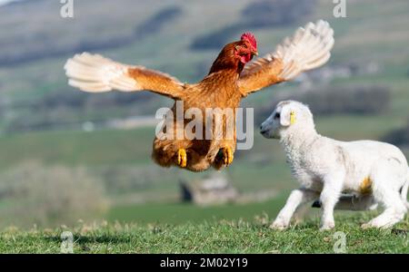 Curious young lambs meet a hen in the field for the first time. North Yorkshire, UK. Stock Photo