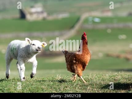 Curious young lambs meet a hen in the field for the first time. North Yorkshire, UK. Stock Photo