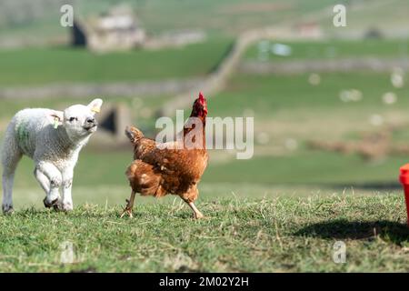 Curious young lambs meet a hen in the field for the first time. North Yorkshire, UK. Stock Photo