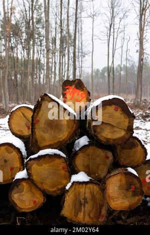 Orange markings made by the forest service on the trunks of a felled tree in the forest. Massive deforestation. Stock Photo