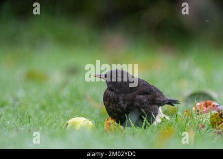 Female Common Blackbird, Turdus merula, eating windfall apples on a garden lawn, North Yorkshire, UK. Stock Photo