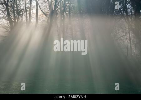 Sunlight streaming through trees and fog creating an eerie light. North Yorkshire, UK Stock Photo