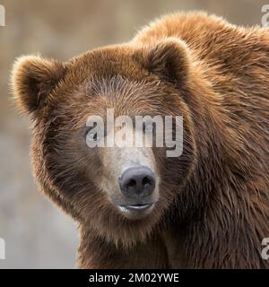 Close-up portrait of young male grizzly bear Stock Photo