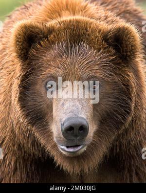 Close-up portrait of young male grizzly bear Stock Photo