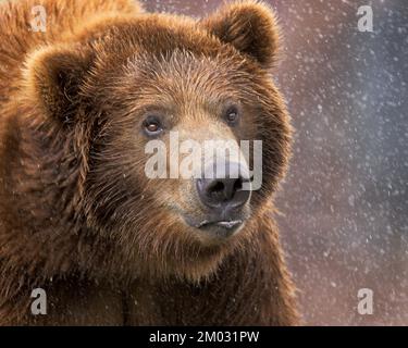 Close-up of a young male grizzly bear shaking head and spraying water Stock Photo