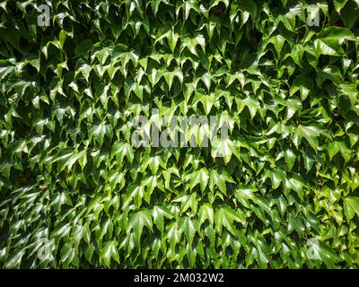 The green hedge is a solid seamless layer in full screen Stock Photo