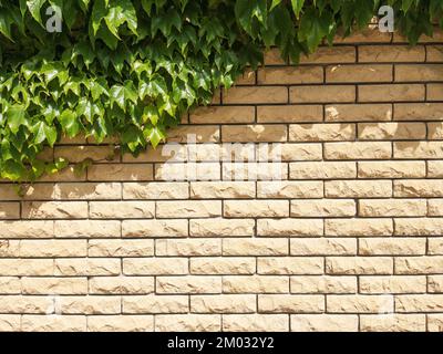 The fence is made of beige textured brick covered with plants in full screen Stock Photo