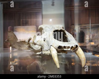 The skull of an ancient predatory animal in the museum on a glass shelf ...