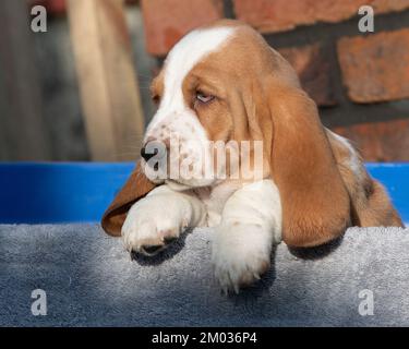 basset hound puppy Stock Photo