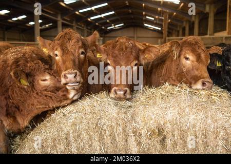 Limousin cows heifers Stock Photo