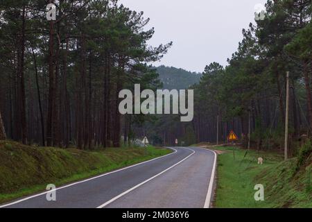 Road among the hills covered with coniferous forests Stock Photo