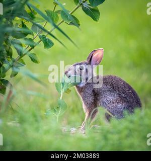 Eastern Cottontail Rabbit (Sylvilagus floridanus).,  eating vegetation, E USA, by Dominique Braud/Dembinsky Photo Assoc Stock Photo