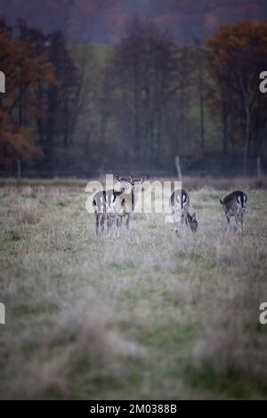 A herd of fallow deer on a field in Germany in autumn Stock Photo