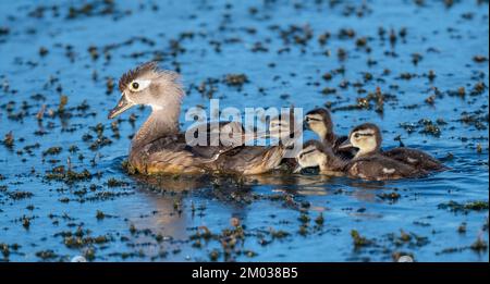 Wood Duck hen (Aix sponsa) with her ducklings., E North America, by Dominique Braud/Dembinsky Photo Assoc Stock Photo