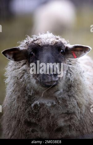 Closeup portrait of a white sheep in Germany Stock Photo