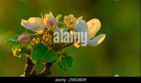 Apple blossoms in full blooming against the sky. White cherry blossoms wallpaper background. Soft Focus Stock Photo