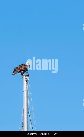 Seward, Alaska, USA - July 22, 2011: Closeup of bald eagle on top of mast of sailing yacht in harbor against blue sky Stock Photo