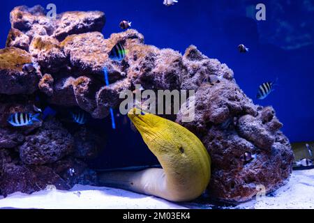 Muraena fish in aquarium for design purpose, wallpaper Stock Photo