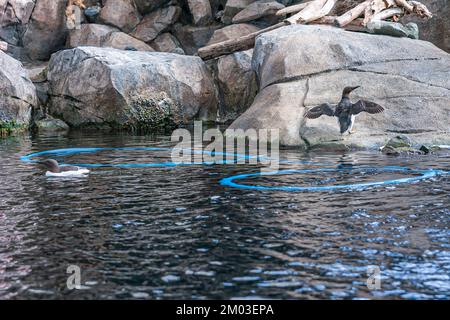 Seward, Alaska, USA - July 22, 2011: Birds in captivity in Alaska SeaLife Center. Blue in dark water and gray rocks Stock Photo