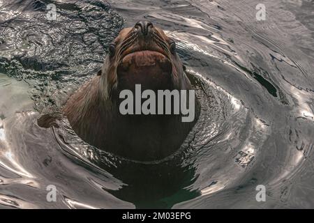 Seward, Alaska, USA - July 22, 2011: Closeup, Brown Steller sea lion emerges from the deep at Alaska SeaLife Center Stock Photo